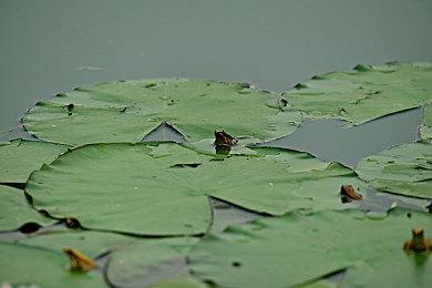 Xbox发布会：《方舟2》2023年发售 首发登陆XGP